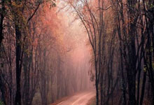 华体会官方入口-关于红牛车队完胜雷诺车队，皮亚斯特里点燃赛场的信息